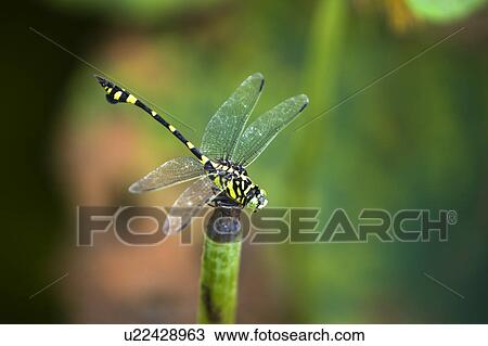 Close-up of a dragonfly View Large Photo Image Stock Image - Close-up of a dragonfly. Fotosearch