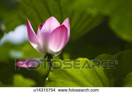 Close-up of a pink water lily View Large Photo Image Picture - Close-up of a pink water lily. Fotosearch