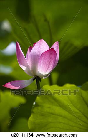 Close-up of a pink water lily View Large Photo Image Picture - Close-up of a pink water lily. Fotosearch