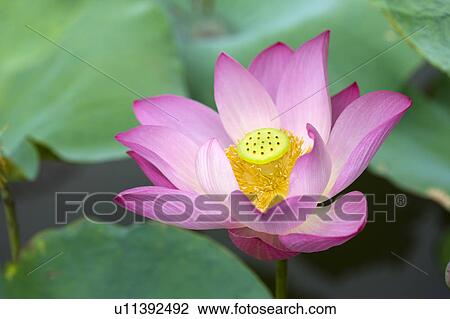 Stock Image - Close-up of a pink water lily. Fotosearch