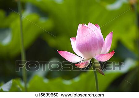 Stock Image - Close-up of a pink water lily. Fotosearch