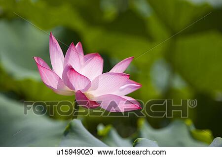 Stock Image - Close-up of a pink water lily. Fotosearch