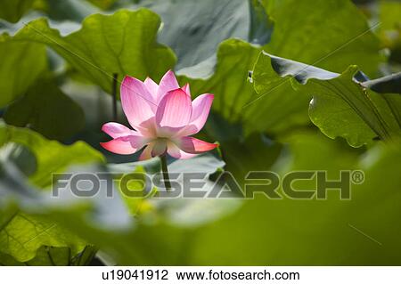 Stock Image - Close-up of a pink water lily. Fotosearch