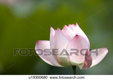 Stock Image - Close-up of a pink water lily. Fotosearch