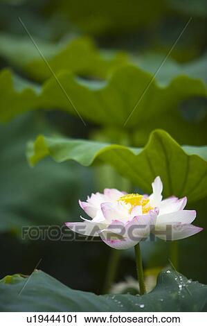 Stock Image - Close-up of a pink water lily. Fotosearch