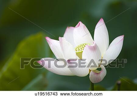 Stock Image - Close-up of a pink water lily. Fotosearch