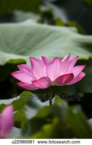 Close-up of a pink water lily View Large Photo Image Stock Image - Close-up of a pink water lily. Fotosearch