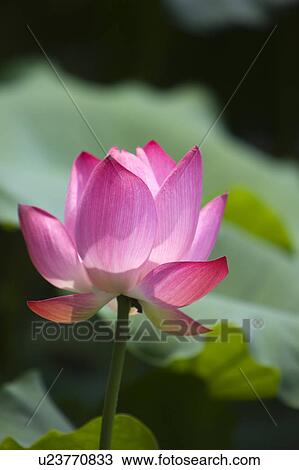 Close-up of a pink water lily View Large Photo Image Stock Image - Close-up of a pink water lily. Fotosearch