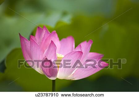 Stock Image - Close-up of a pink water lily. Fotosearch