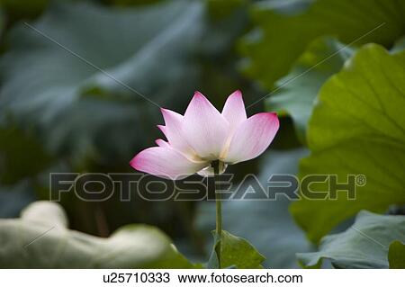 Close-up of a pink water lily View Large Photo Image Stock Image - Close-up of a pink water lily. Fotosearch