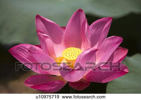Stock Photo - Close-up of a pink water lily. Fotosearch