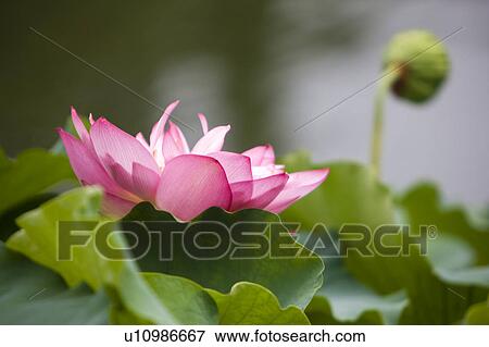 Stock Photo - Close-up of a pink water lily. Fotosearch