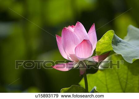 Stock Photo - Close-up of a pink water lily. Fotosearch