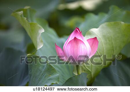 Stock Photo - Close-up of a pink water lily. Fotosearch