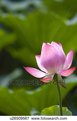 Stock Photo - Close-up of a pink water lily. Fotosearch