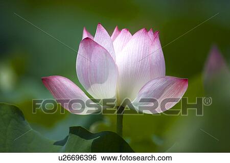 Stock Photograph - Close-up of a pink water lily. Fotosearch