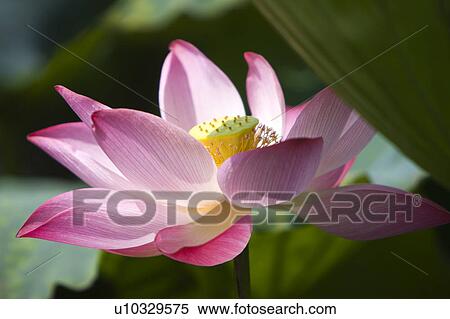 Close-up of a pink water lily View Large Photo Image Stock Photography - Close-up of a pink water lily. Fotosearch