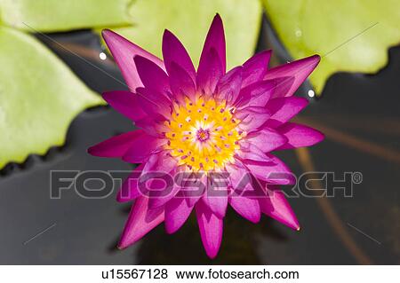 Stock Photo - Close-up of a purple lotus. Fotosearch