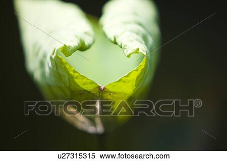 Stock Photography - Close-up of a rolled up lily pad. Fotosearch