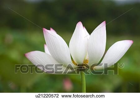 Close-up of a water lily View Large Photo Image Stock Image - Close-up of a water lily. Fotosearch
