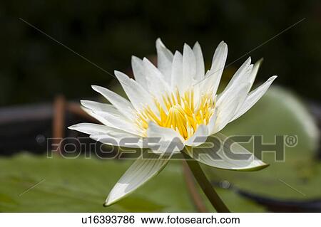 Stock Photograph - Close-up of a white lotus. Fotosearch