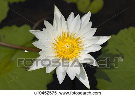 Close-up of a white lotus View Large Photo Image Stock Photography - Close-up of a white lotus. Fotosearch
