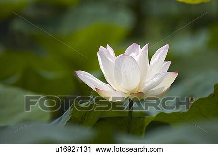 Stock Image - Close-up of a white water lily. Fotosearch