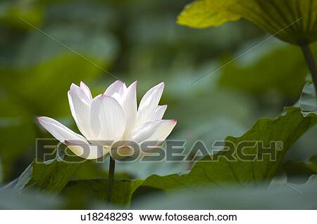 Close-up of a white water lily View Large Photo Image Stock Image - Close-up of a white water lily. Fotosearch