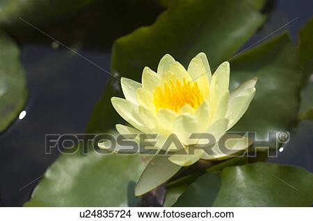 Close-up of a yellow lotus View Large Photo Image Picture - Close-up of a yellow lotus. Fotosearch