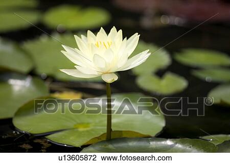 Close-up of a yellow lotus View Large Photo Image Stock Image - Close-up of a yellow lotus. Fotosearch