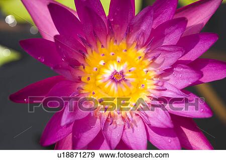 Stock Photo - Close-up of beautiful lotus. Fotosearch