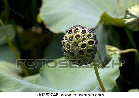 Close-up of lotus pods View Large Photo Image Stock Photo - Close-up of lotus pods. Fotosearch
