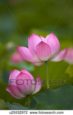 Close-up of pink water lily View Large Photo Image Stock Image - Close-up of pink water lily. Fotosearch