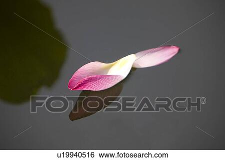 Close-up of two petals of water lily on the water View Large Photo Image Stock Photograph - Close-up of two petals of water lily on the water. Fotosearch