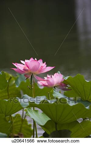 Close-up of two pink water lilies View Large Photo Image Stock Photograph - Close-up of two pink water lilies. Fotosearch
