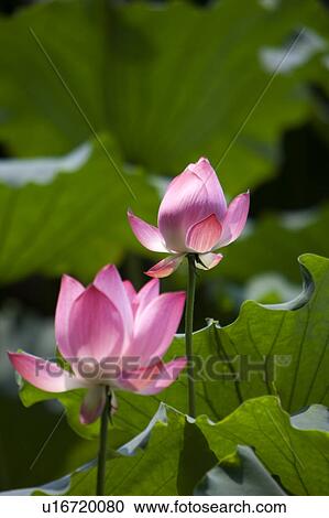 Close-up of two pink water lily View Large Photo Image Stock Image - Close-up of two pink water lily. Fotosearch
