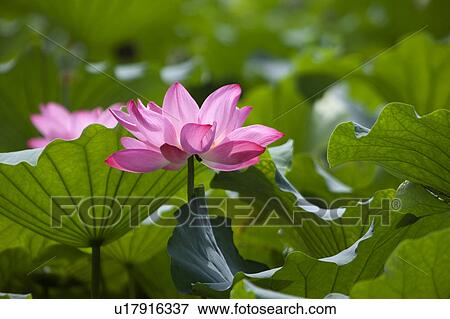 Stock Photo - Close-up of two pink water lily. Fotosearch