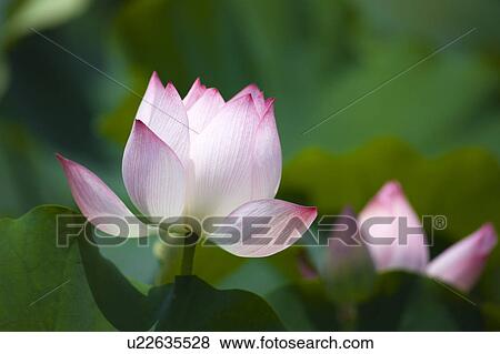 Stock Photo - Close-up of two pink water lily. Fotosearch