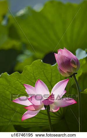 Stock Photography - Close-up of two water lilies. Fotosearch