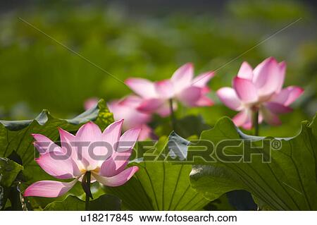 Close-up of water lily and green leaves View Large Photo Image Stock Photography - Close-up of water lily and green leaves. Fotosearch