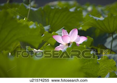 Stock Photography - Close-up of water lily in the green leaves. Fotosearch