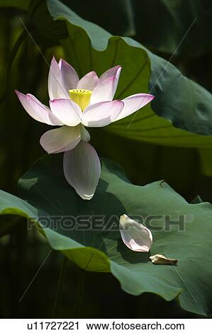 Stock Image - Close-up of water lily. Fotosearch