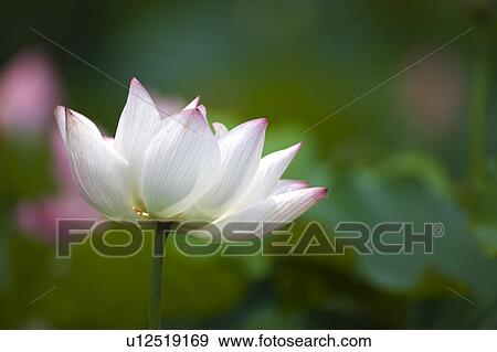 Stock Photo - Close-up of white water lily. Fotosearch