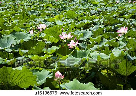 Stock Photograph - Water lilies in the pond, full frame. Fotosearch