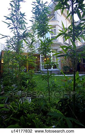 Exterior of modern house, view through plant View Large Photo Image Stock Image - Exterior of modern house, view through plant. Fotosearch