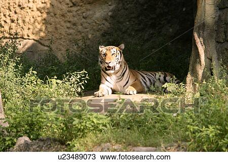 Stock Image - Bengal tiger resting. Fotosearch