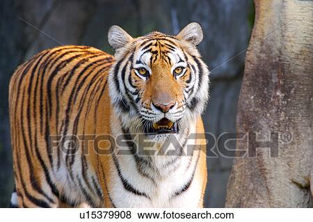 Bengal tiger View Large Photo Image Stock Photo - Bengal tiger. Fotosearch