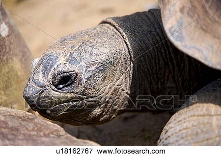 Close-up of a turtle View Large Photo Image Stock Photo - Close-up of a turtle. Fotosearch