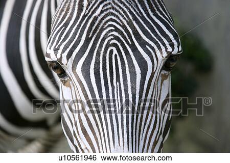 Close-up of zebra's head View Large Photo Image Stock Photograph - Close-up of zebra's head. Fotosearch