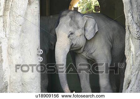 Stock Photograph - Elephants. Fotosearch